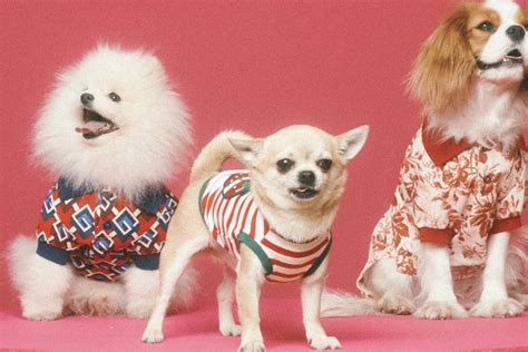 nastrino gucci per cani|Gucci Pet, la capsule collection dedicata ai nostri amici a 4 zampe.